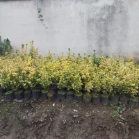 فروش گل و گیاه