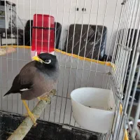 مرغ مینا با قفس