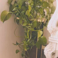 گل پتوس به همراه پایه