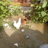 مرغ و خروس زینتی