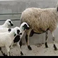 گوسفند ژندار چندقلوزا قزل و  افشار و قره میش باشه