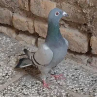 کفتر 2تا ماده