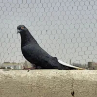 یکت راست ابی وسبز