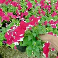 گل اطلسی باغچه ای