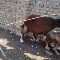 بره قوچ کبود