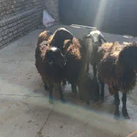 4راس نر1راس ماده شیرمست