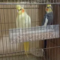 جفت عروس هلندی مولد با ۴ جوجه