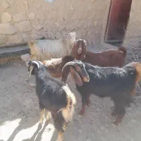 بز داشتی|حیوانات مزرعه|کوهدشت, |دیوار