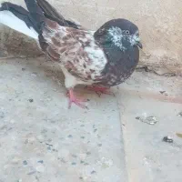 کبوتر فروشی