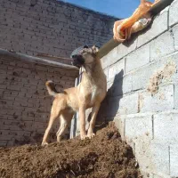 توله سگ سرابی