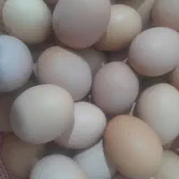 تخم مرغ|خوردنی و آشامیدنی|سی‌سخت, |دیوار