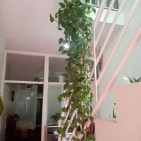 گلدان پتوس|گل و گیاه طبیعی|محمدشهر, سیدآباد|دیوار