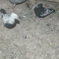 کبوتر پرشی|پرنده|تاکستان, |دیوار