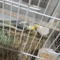 پرندهعروسهلندیمولدباجوجه|پرنده|تنکابن, |دیوار