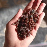 کشمش بیدانه