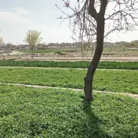 راهنمایی سبزی تازه