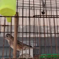 سینه سرخ قناری نر