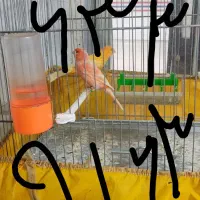 قناری رد فاکتور ماده