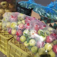 پخش عمده وخرده سیب استخوانی مراغه