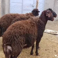 3 راس بره نر جوان برای قربانی یا نگهداری