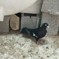 کبوتر|پرنده|شیراز, صاحب الزمان|دیوار