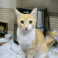 واگذاری گربه ملوس ۶ ماهه