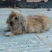خرگوش