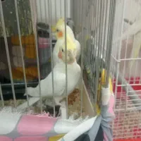 عروس هلندی نروماده کار داده