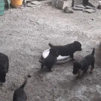 توله ژرمن|سگ|سنگر, |دیوار