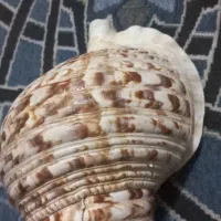 صدف تریتون بزرگ