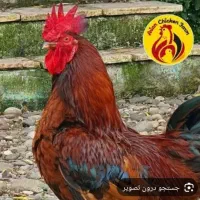 خروس محلی  یک ساله ۳ عدد