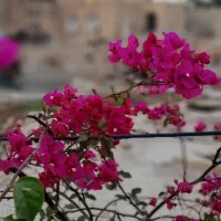 زمین ۱۰۰۰ متر