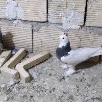 کبوتر طوقی|پرنده|خوانسار, |دیوار