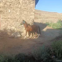 اسب باری