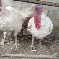 بوقلمون