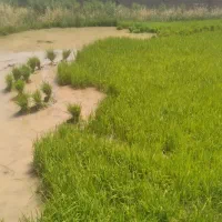 نشا برنج هاشمی