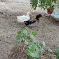 اردک فروشی 2عددسیاه وسفید