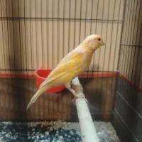 سهره سقا قناری گلبسر|پرنده|کرمان, |دیوار