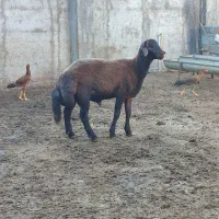 گوسفند نر  مخصوص تخمی کاربلد درجه یک نژاد بروجردی|حیوانات مزرعه|قائم‌شهر, |دیوار