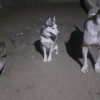 سگ هاسکی ماده