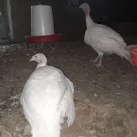 بوقلمون تخمگدار