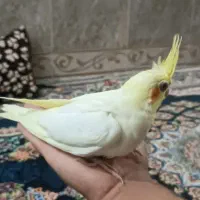 جوجه ی عروس هلندی ۴۰روزه|پرنده|بندر دیر, |دیوار