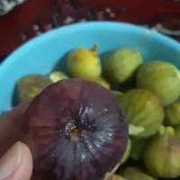 تازه چیده شده|حراج|گنبد کاووس, |دیوار