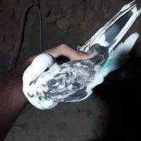کبوتر گرفتنی|پرنده|قم, ولیعصر|دیوار