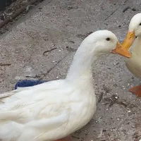 مرغابی سفید