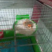 نر سرخ سوخته مست ماده گیرنر۱۲۰۰ماده ۱تومن|پرنده|اندیمشک, |دیوار