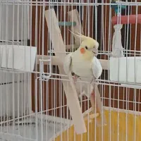 عروس هلندی گم شده