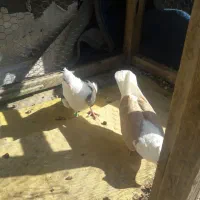 یک جفت کفتر دوکت مور بدون غلط