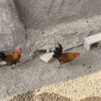 خروس