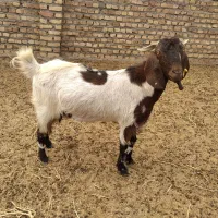 بز دورگه نهبندان